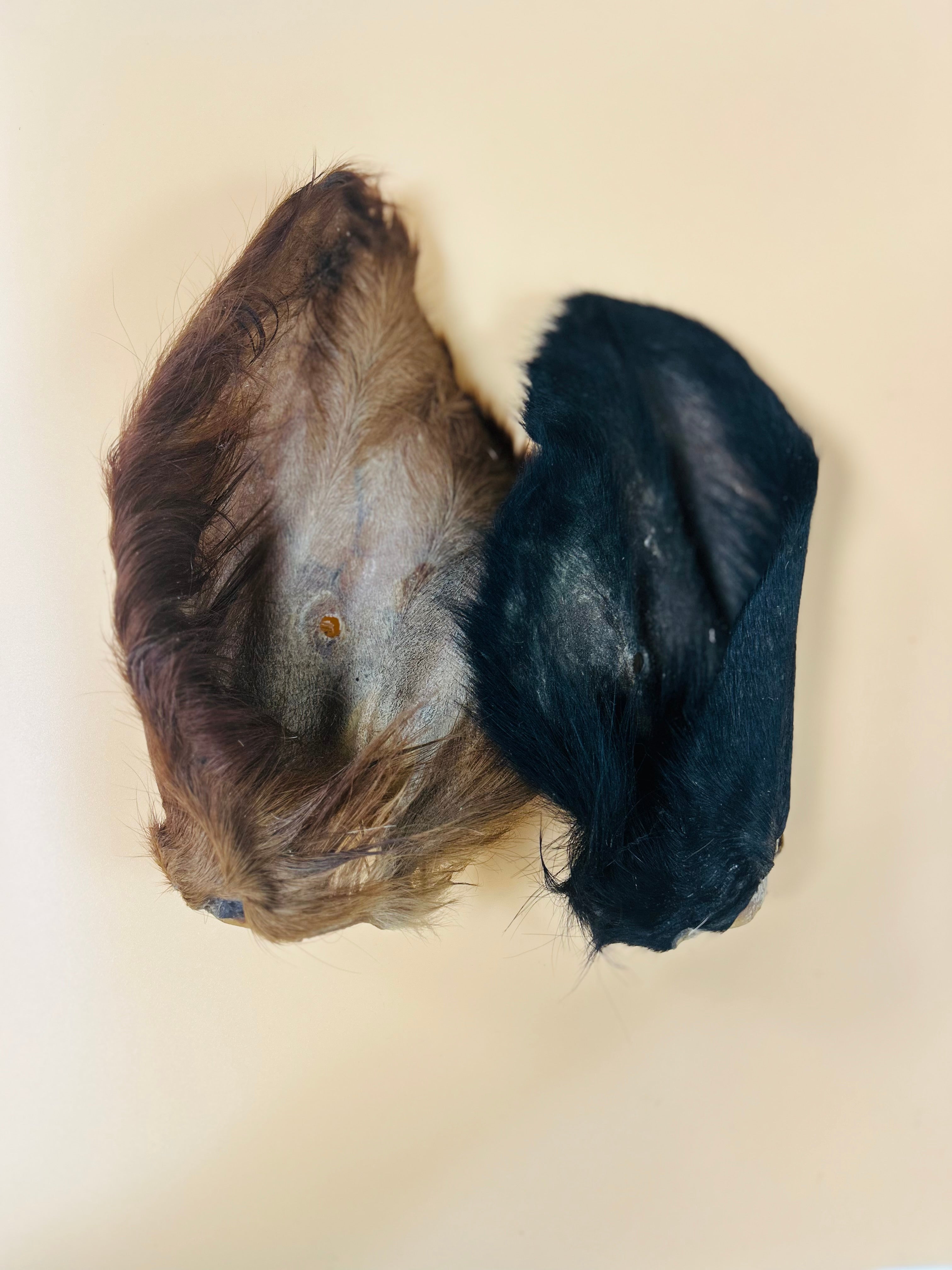 Beef - Ear Fur