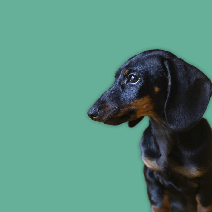 dachshund dog in front of teal background