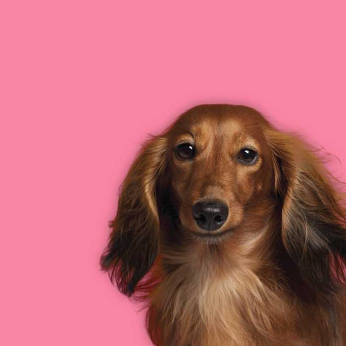 long haired dachshund dog on pink background