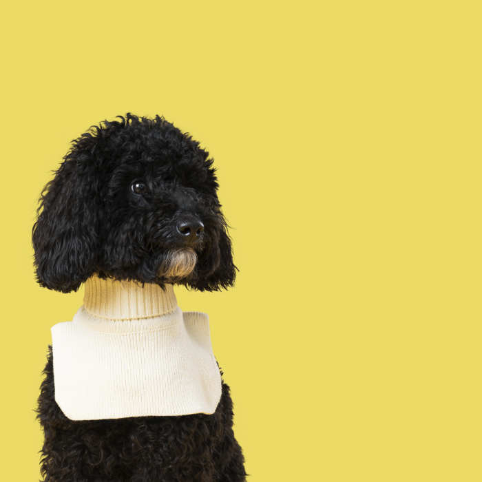 close up of poodle on yellow background