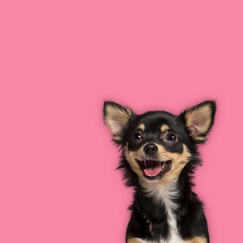 close up chihuahua dog on pink background