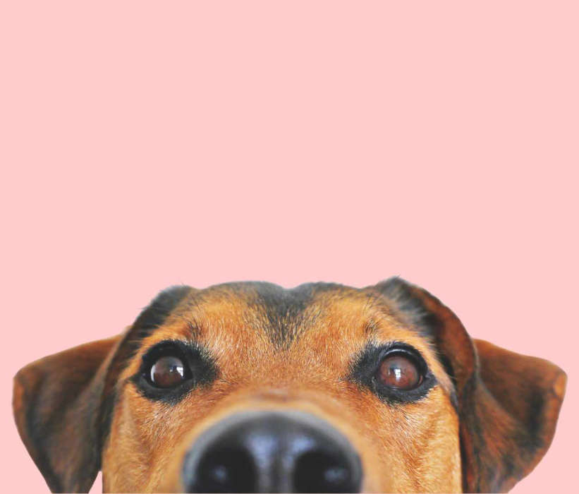 beef category image dog close up face pov