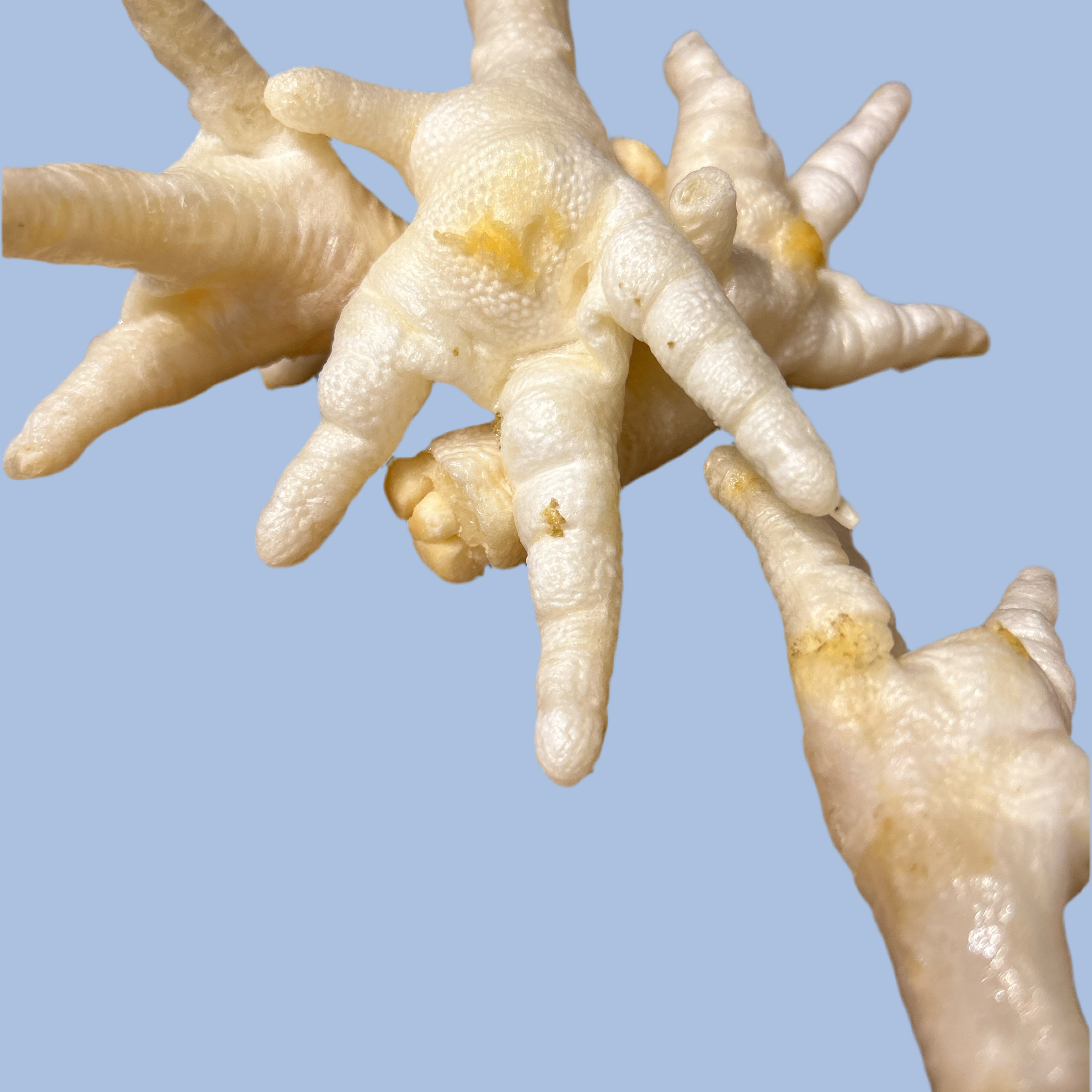 Chicken - Feet White Pcs