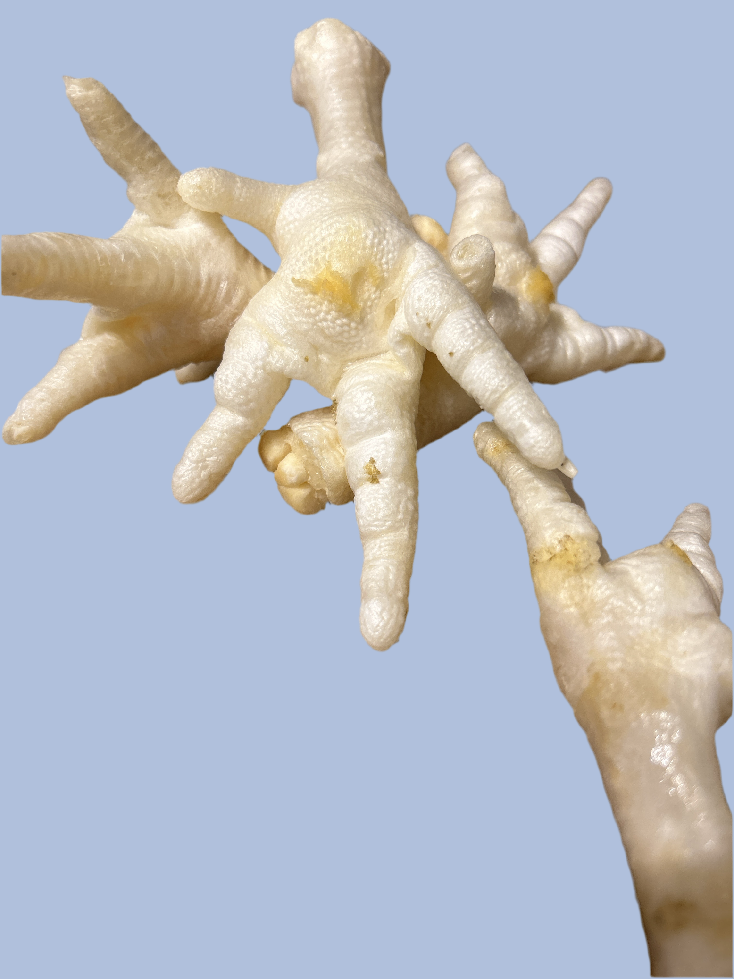 Chicken - Feet White Pcs