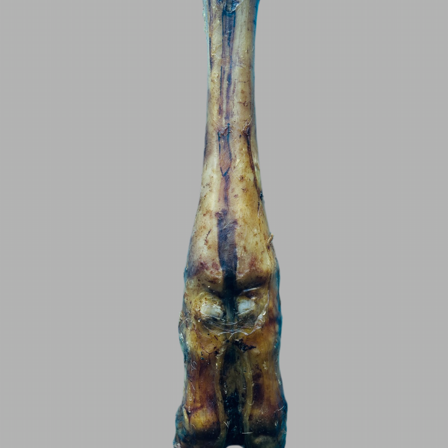 Beef - Leg Bone