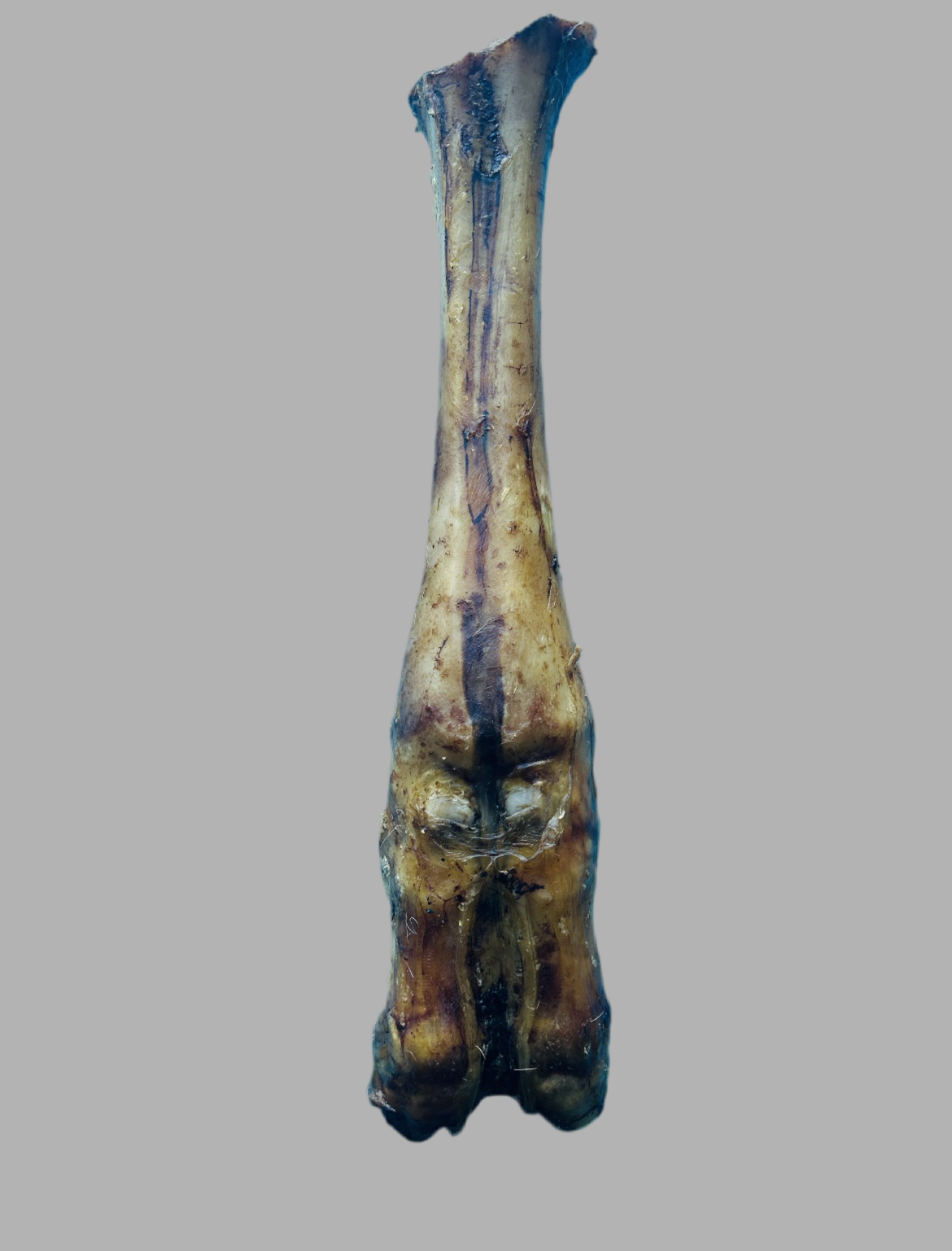Beef - Leg Bone