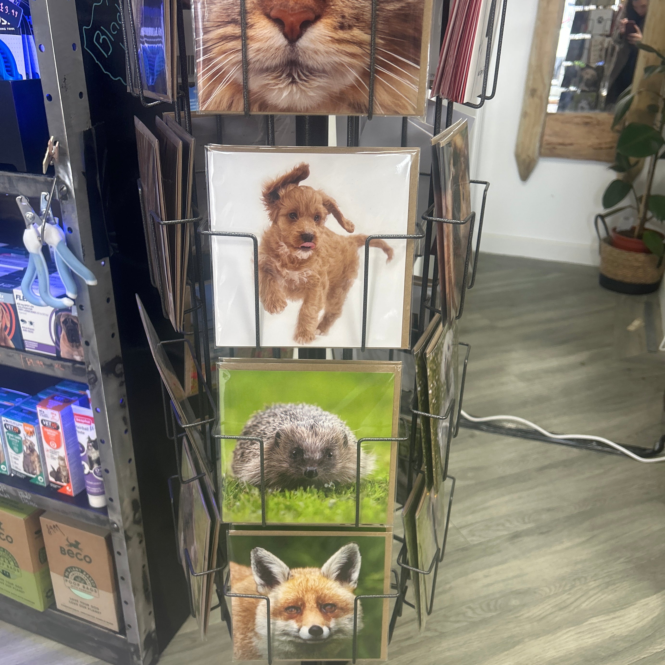 Alex Sharp photography CARDS